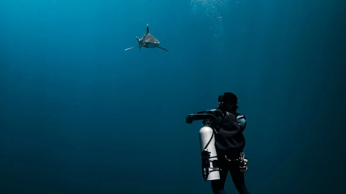 Buzo frente a un tiburon oceanico de puntas blancas — Franziska_Stier / Pixabay