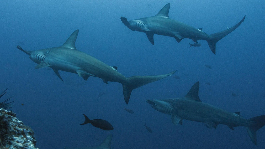 Cardumen de tiburones martillo nadando en aguas azules