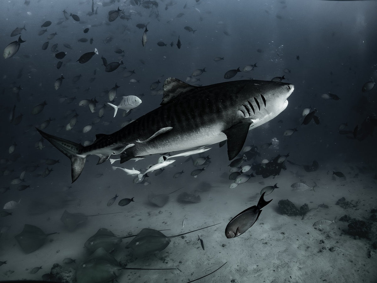 Tiburon tigre entre un cardumen — Franziska_Stier / Pixabay