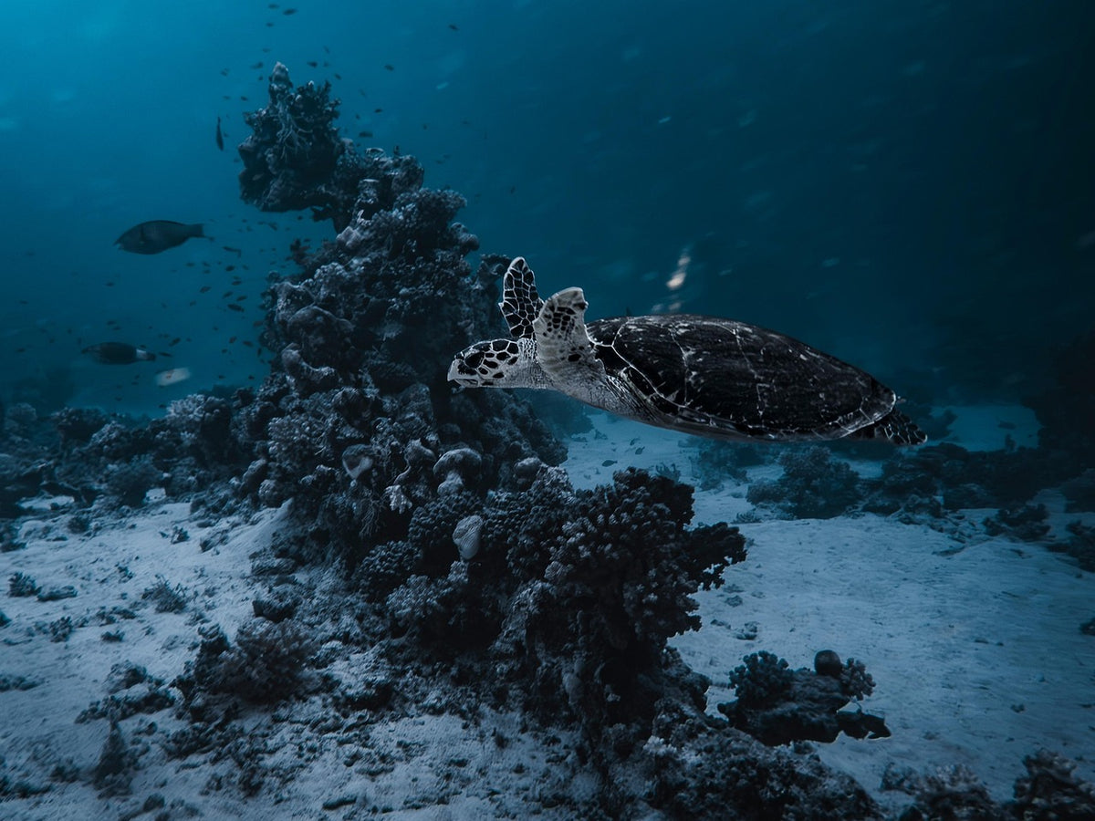 Tortuga carey nadando sobre el arrecife — Franziska_Stier / Pixabay